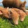 Organic Tamworth Weaner Piglets Image 4