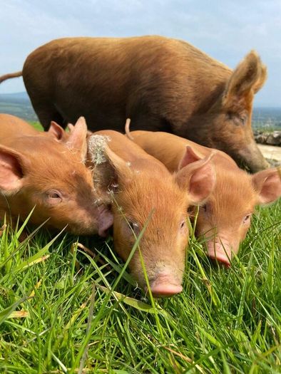 Tamworth Organic Weaner Piglets pigs