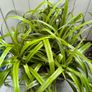 garden plants Image 3