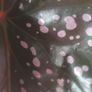 For begonia lovers Image 5