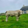 Pedigree Charolais Bull for sale Image 2