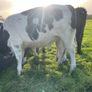 Heifers Image 9