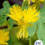 Variety of Nasturtium seeds from 1euro Image 3