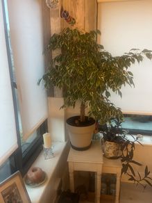 Plants