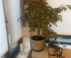 Plants