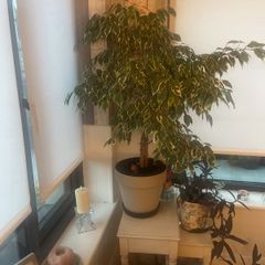 Plants