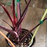 No.7 Philodendron Red Anderson Image 7