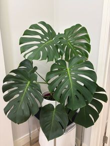indoor plant