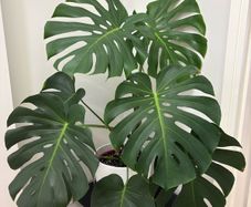 indoor plant