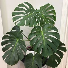 indoor plant