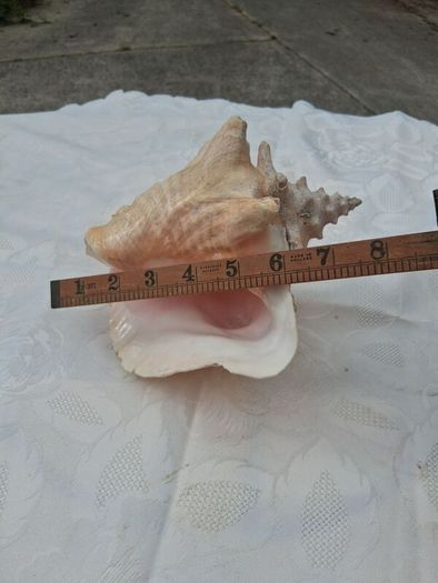 Large Queen Conch Shell