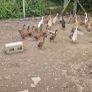 fertile duck eggs Image 6