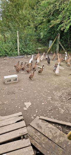 fertile duck eggs