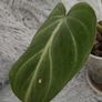 Philodendron Gloriosum Image 5