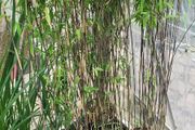 Bamboo fargesia Volcano