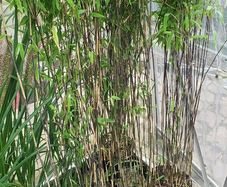 Bamboo fargesia Volcano