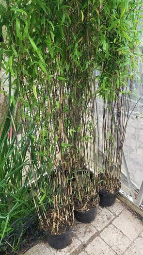 Bamboo fargesia Volcano