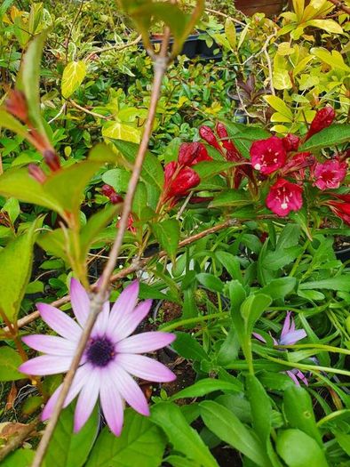 Shrubs, Garden Plants