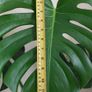 Mature Monstera Deliciosa (Swiss Cheese Plant) Image 2
