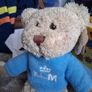 KLM airline bear Image 2