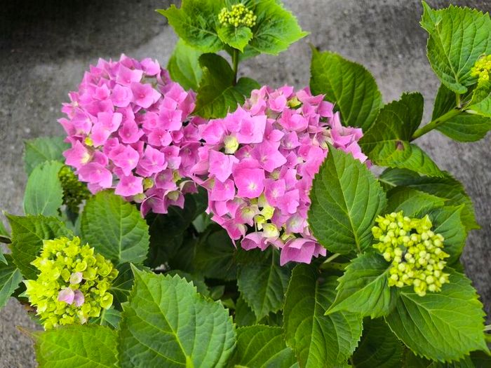 garden plants