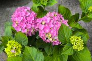 garden plants