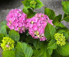 garden plants