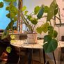 Plant Monstera Deliciosa Image 2