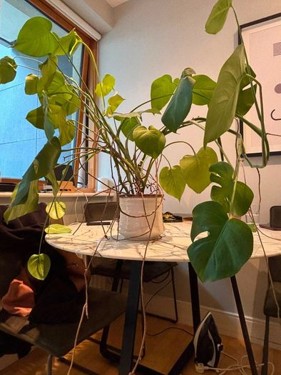 Plant Monstera Deliciosa