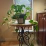 hanging plant Image 3