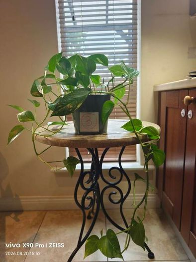 hanging plant
