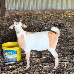 Goats Boer X Saanen