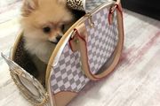 Dog/Cat travel bag