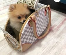 Dog/Cat travel bag
