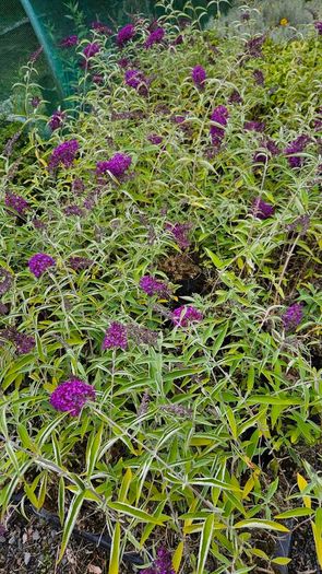 Butterfly Bushes, Buddlei
