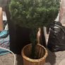 topiary tree in box Image 3