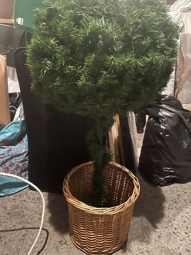 topiary tree in box