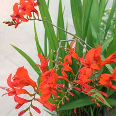 Large Lucifer Plant