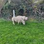Rams Image 3