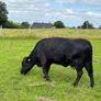 Dexter Cattle Image 4