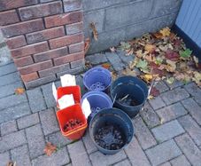 Free plant pots