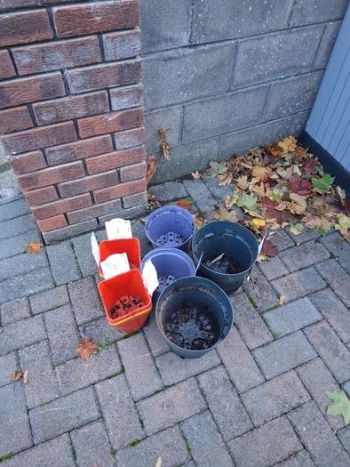 Free plant pots