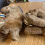 Vintage Max Carl West Germany Wind-Up Monkeys Image 8