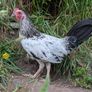 game rooster Image 2