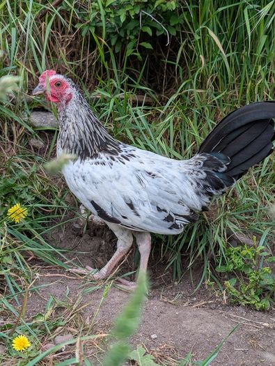 game rooster