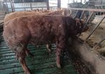 Hybrid Bulls