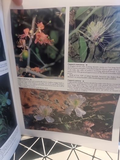An illustrated guide to the flowers of Saudi Arabia (Hard covers, dust jacket