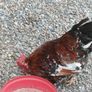 Call ducks, bantom chicks and roosters for sale Image 7