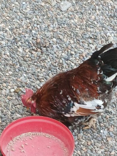 Call ducks, bantom chicks and roosters for sale