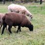 2  Butchers Lambs. Image 7